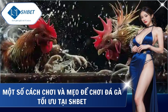 Đá Gà Thomo - Trải Nghiệm Những Trận Đấu Máu Lửa Đỉnh Cao Chia sẻ hướng dẫn nhanh các mẹo